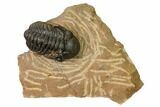 Reedops Trilobite With Nice Eyes - Lghaft , Morocco #164630-1
